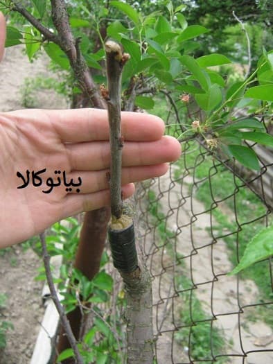 پیوند اصولی انجیر